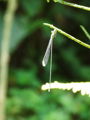 Pseudostigma aberrans