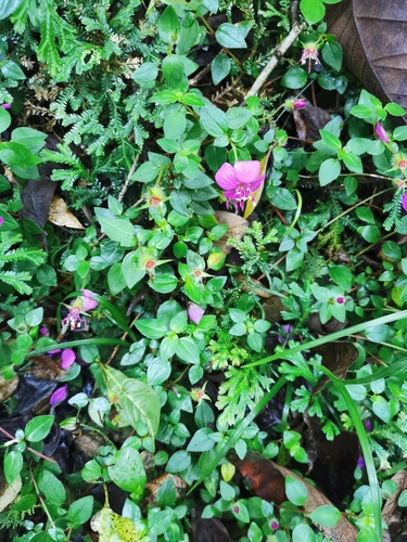 Heterocentron elegans, photograph 5