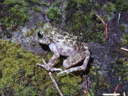 Tarahumara Barking Frog, Craugastor tarahumaraensis