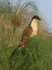 Centropus cupreicaudus