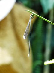 Pseudostigma aberrans