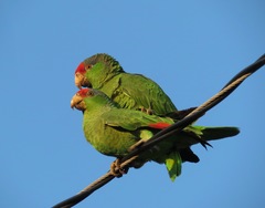 Red-Crowned Amazon photo 5