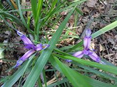 Iris graminea
