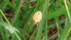 Alpaida variabilis