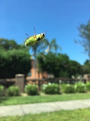 Odontomyia cincta