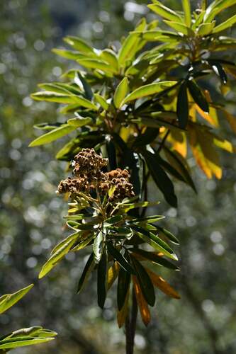 Cossinia pinnata