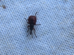 Tatianaerhynchites aequatus