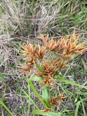 Rhynchospora corniculata