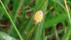 Alpaida variabilis