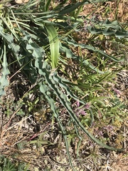 Takhtajaniantha austriaca