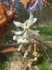 Amelanchier laevis