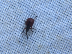 Tatianaerhynchites aequatus