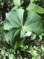 Trillium rugelii