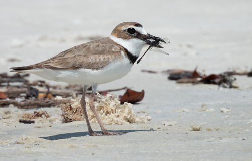 Wilson's Plover