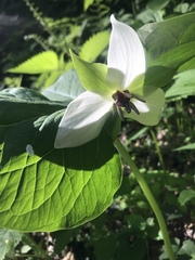 Trillium rugelii