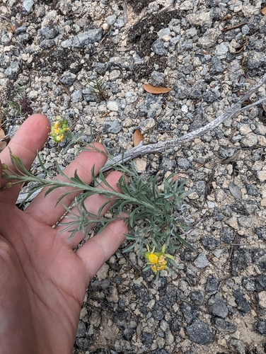 Image of Physaria fendleri by (c) Cleveland Powell, some rights reserved (CC BY)