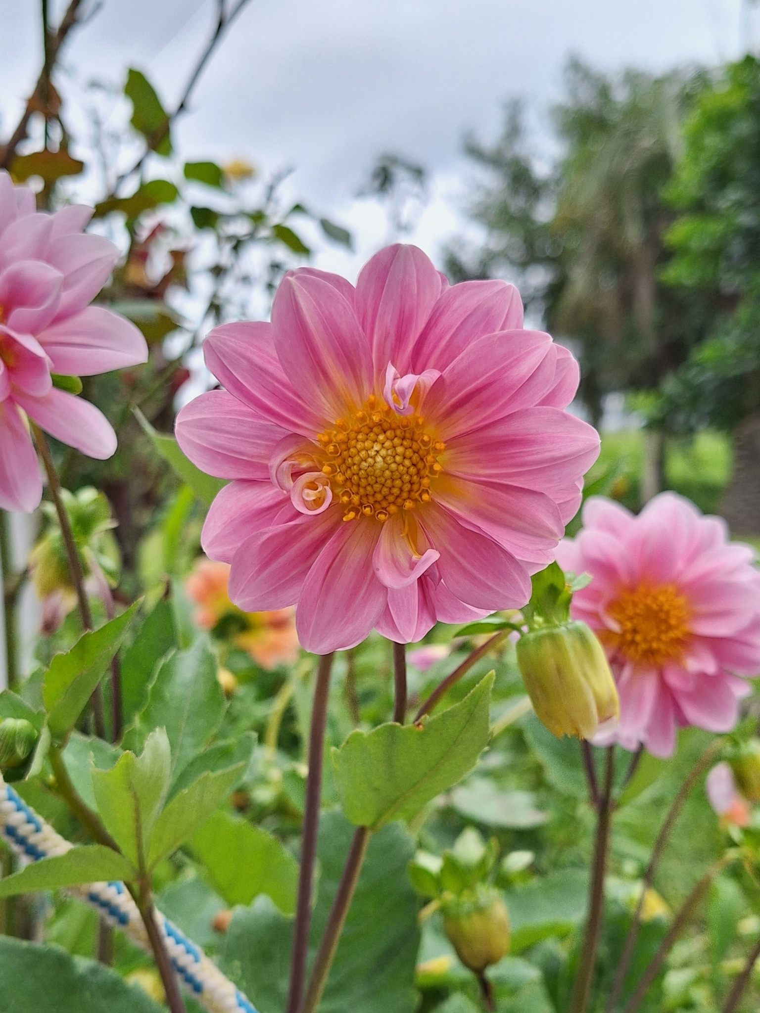 Dahlia pinnata