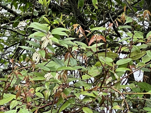 Leucothoe fontanesiana