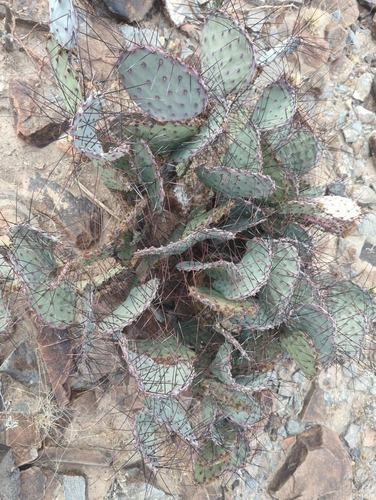 Image of Opuntia azurea by (c) Tom Field, some rights reserved (CC BY)