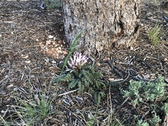 Pedicularis centranthera