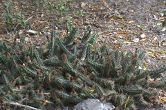 Echinocereus berlandieri