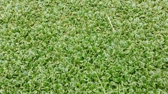 Limnobium laevigatum