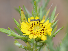Sphaerophoria sulphuripes