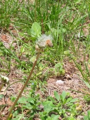 Taraxacum