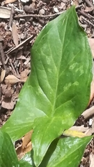 Arum maculatum