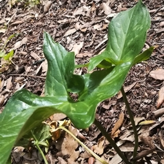 Arum maculatum