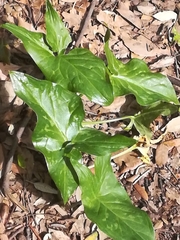 Arum maculatum