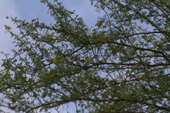 Parkinsonia texana