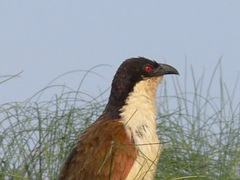 Centropus cupreicaudus