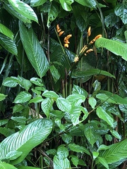 Stromanthe stromanthoides