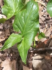 Arum maculatum