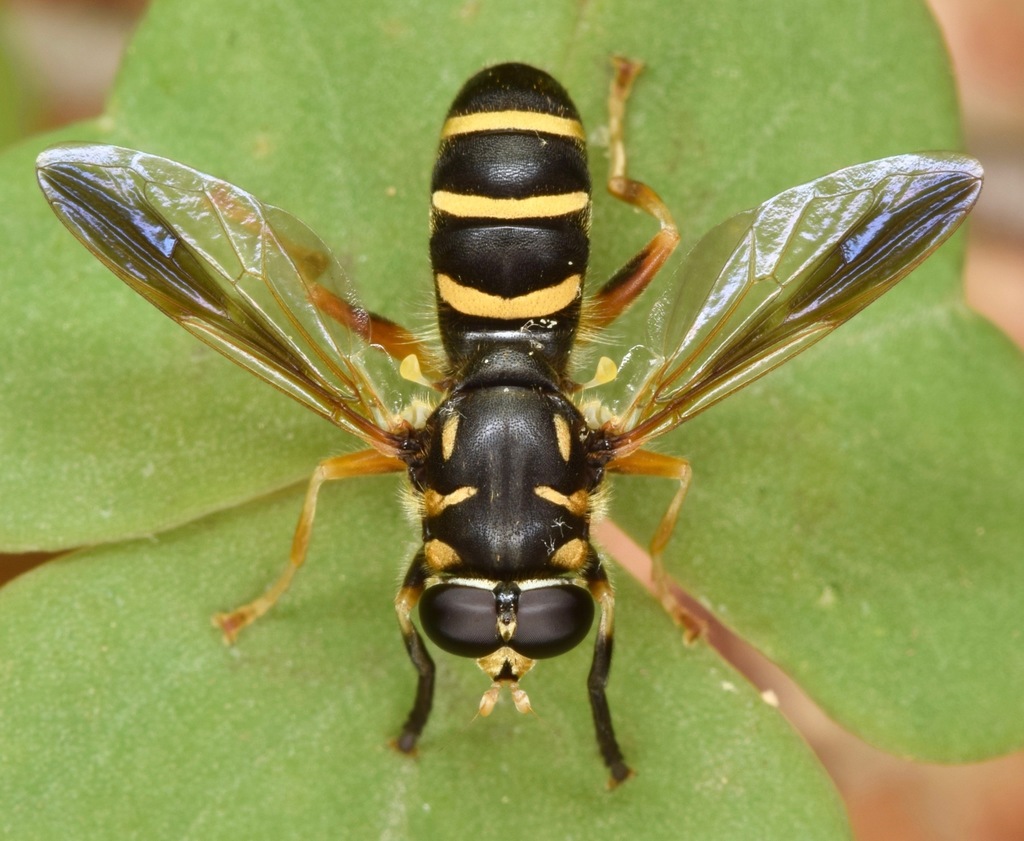 Three-lined Falsehorn