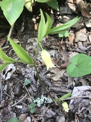 Uvularia puberula