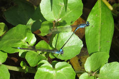 Acanthagrion lancea