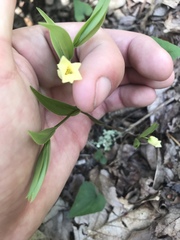 Uvularia puberula