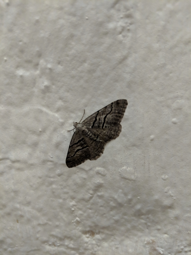 Digrammia napensis