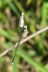 Argentagrion ambiguum