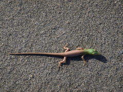 Lamprolepis smaragdina