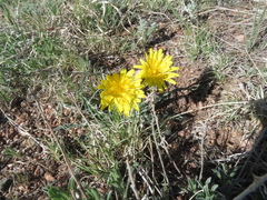 Nothocalais cuspidata