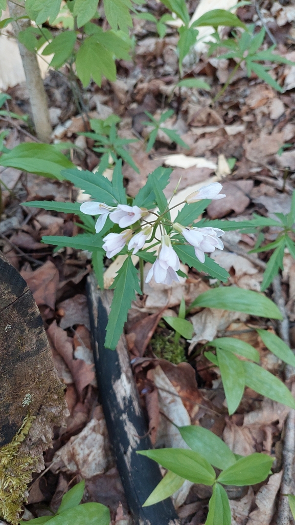 Cut Leaved Toothwort From Fairview Pa Usa On April At