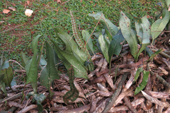 Microgramma mortoniana