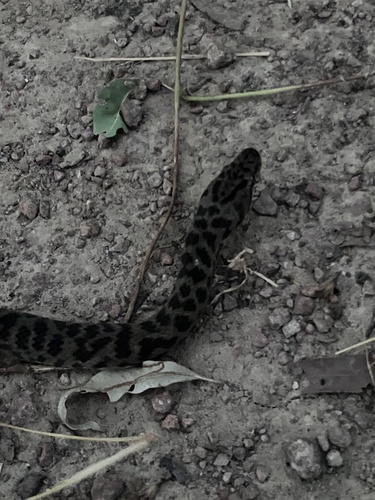 Spotted Python sighting