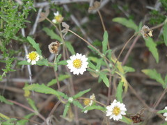 Melampodium cinereum