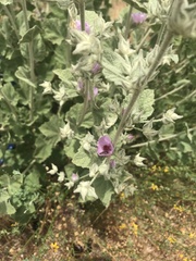 Malacothamnus foliosus