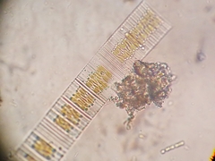 Fragilaria