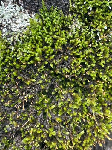 Sematophyllum observed 2024-04-26